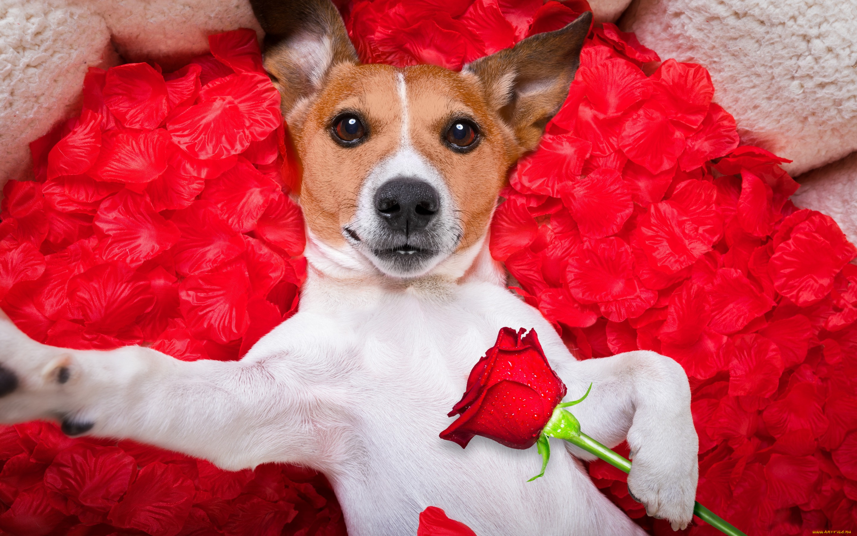 , , valentine, romantic, , love, dog, rose, , petals, hearts, funny